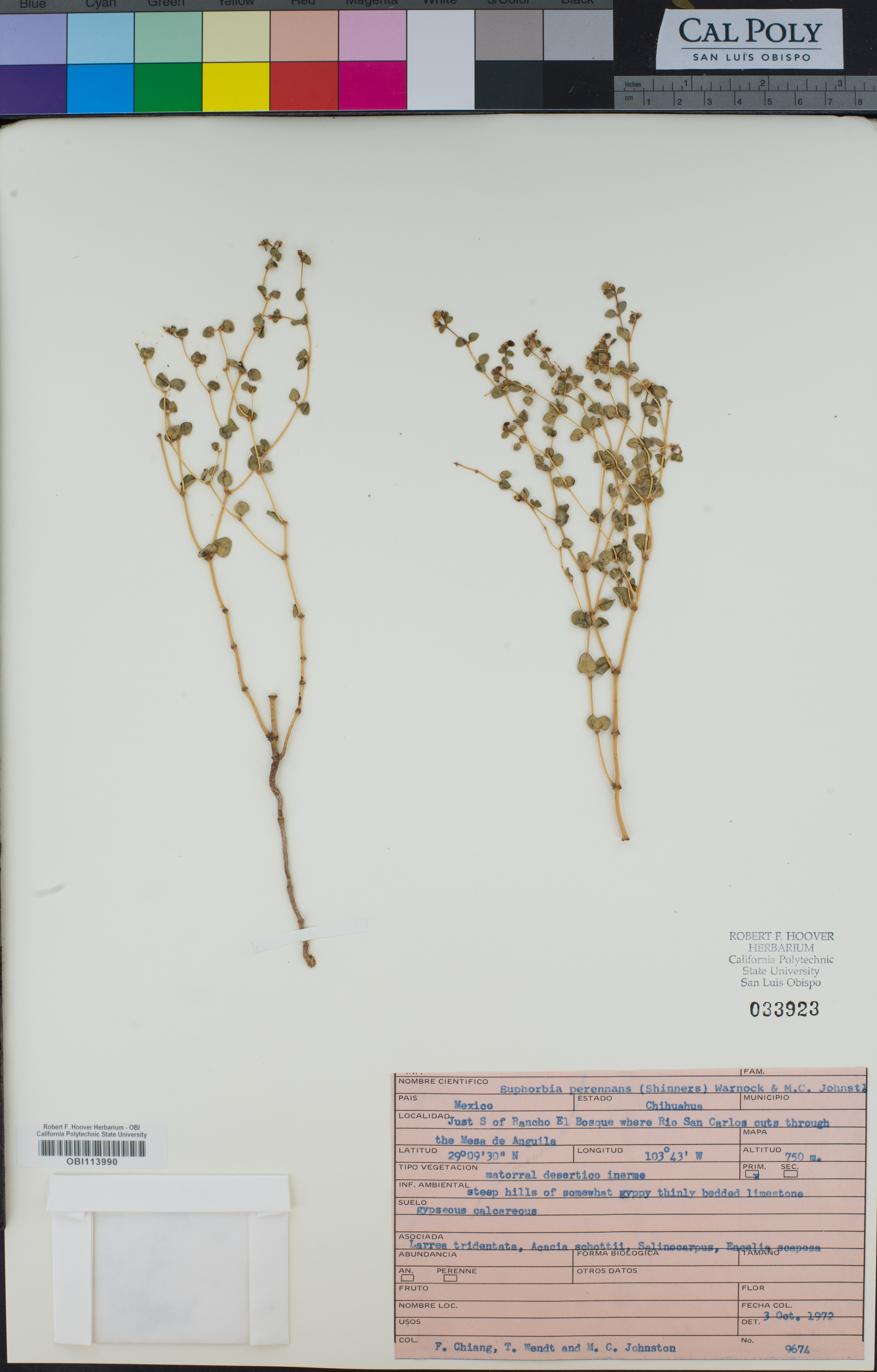 Image of Euphorbia perennans