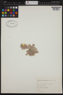 Bossiella corymbifera image