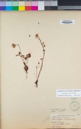 Romanzoffia californica image