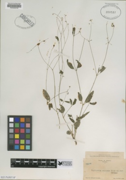 Image of Euphorbia colimae