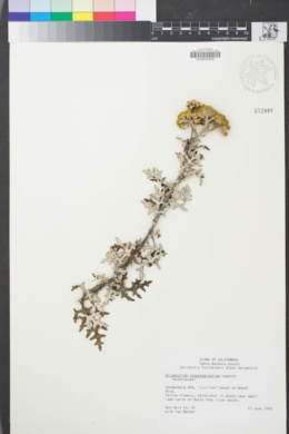 Image of Eriophyllum staechadifolium