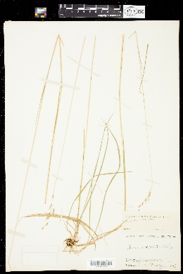 Image of Danthonia alpina
