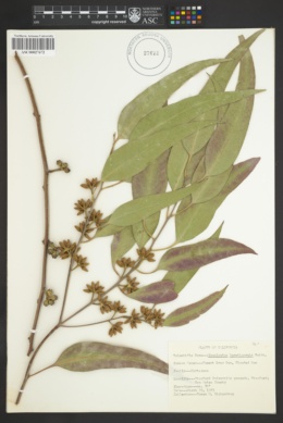 Image of Eucalyptus tereticornis