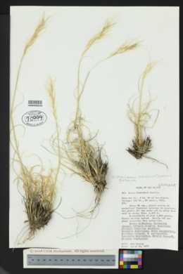 Achnatherum curvifolium image