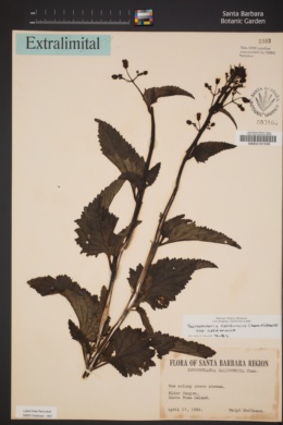 Scrophularia californica subsp. californica image