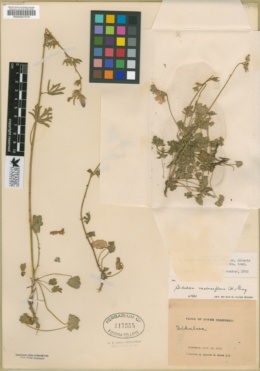 Sidalcea sparsifolia image