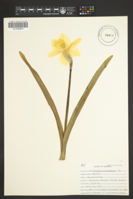 Image of Narcissus cyclamineus