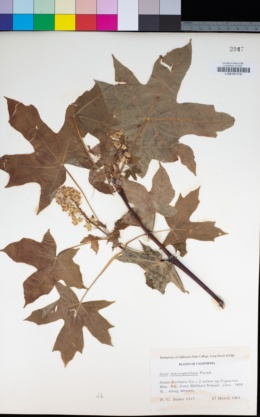 Acer macrophyllum image