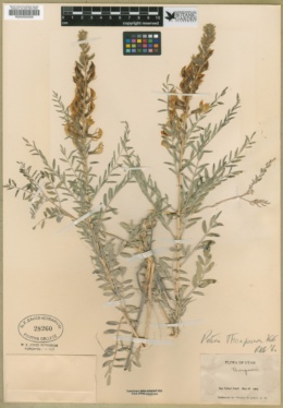 Peteria thompsoniae image