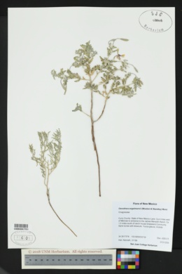 Image of Oenothera engelmannii