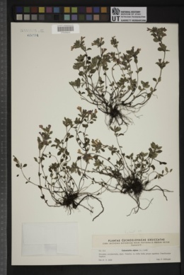 Clinopodium alpinum image