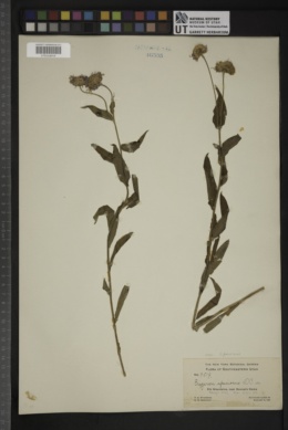 Erigeron speciosus var. speciosus image