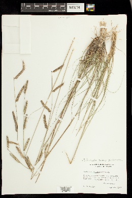 Bouteloua hirsuta subsp. pectinata image