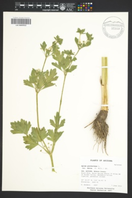 Apium graveolens var. dulce image