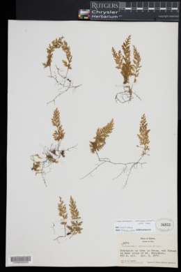 Crepidomanes samoensis image