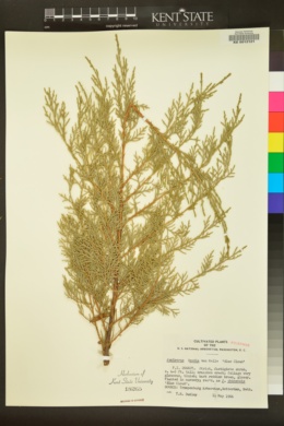 Image of Juniperus x media