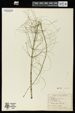 Equisetum limosum image