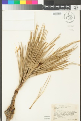 Pinus coulteri image