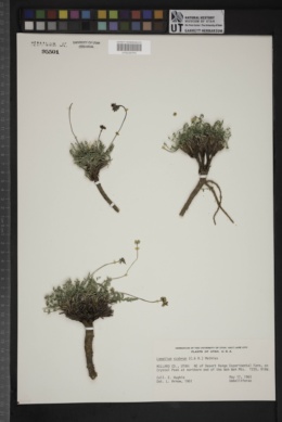 Eryngium yuccaefolium image