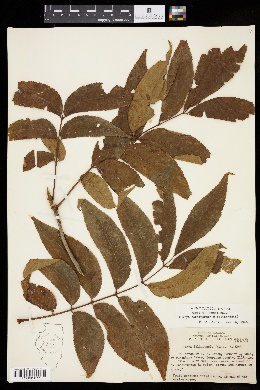 Carya × brownii image