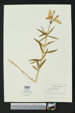 Lilium philadelphicum var. andinum image