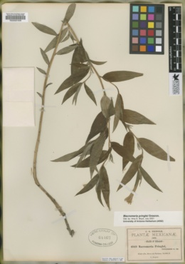 Image of Lithospermum rzedowskii