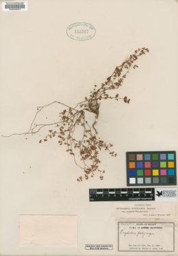 Euphorbia polycarpa var. mejamia image