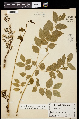 Gymnocladus canadensis image