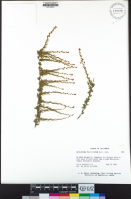 Adenostoma fasciculatum image
