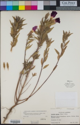 Clarkia amoena subsp. whitneyi image