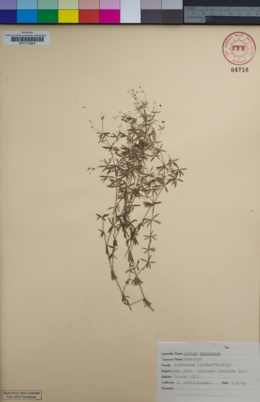 Galium concinnum image
