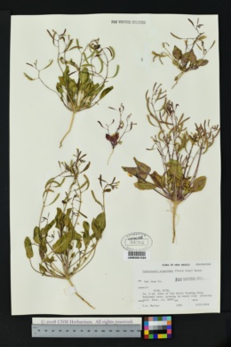 Image of Camissonia scapoidea