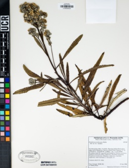 Eriodictyon trichocalyx image
