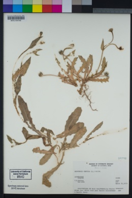 Hedypnois rhagadioloides image