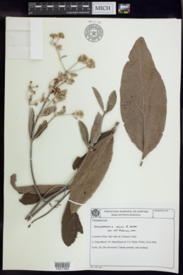 Banisteriopsis irwinii image