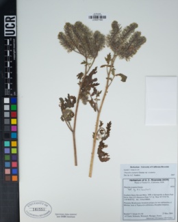 Phacelia cicutaria var. cicutaria image