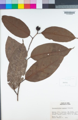 Image of Tetrastylidium grandifolium