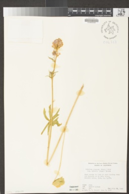 Sidalcea oregana subsp. spicata image