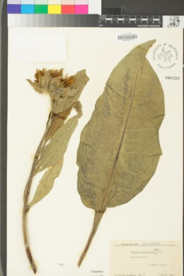 Wyethia helenioides image