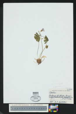 Oxalis decaphylla image