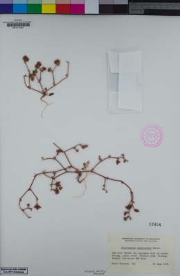 Chorizanthe staticoides image