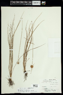 Rhynchospora brittonii image
