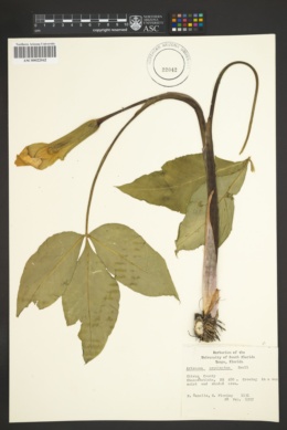 Arisaema acuminatum image