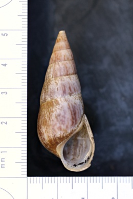 Image of Pachychilus indiorum