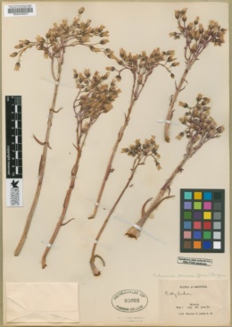 Dudleya saxosa subsp. saxosa image