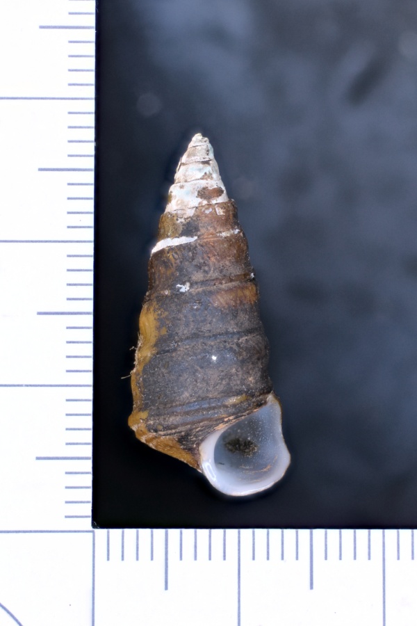 Pleurocera trochiformis image
