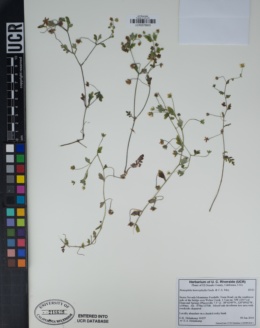 Nemophila heterophylla image