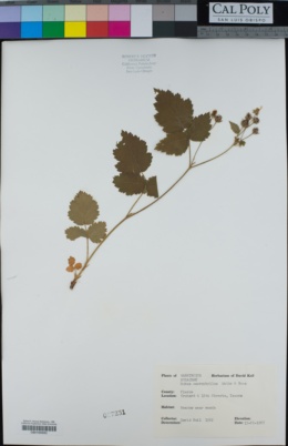 Rubus macrophyllus image