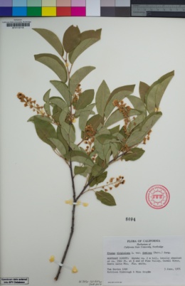Prunus virginiana var. demissa image