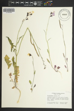 Image of Streptanthus cutleri